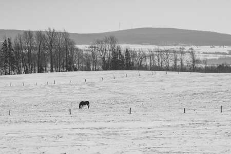 Pretty horse on a Canadian farm in winter in the province of Quebec, Magog, Canadaの写真素材