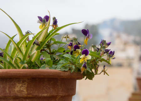 Nice flowers on a little wall of the town of Sayalonga, Andalusia, Spainの写真素材