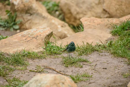 Little bird  in the National park Torcal de Antequera, Andalusia, Spainの写真素材