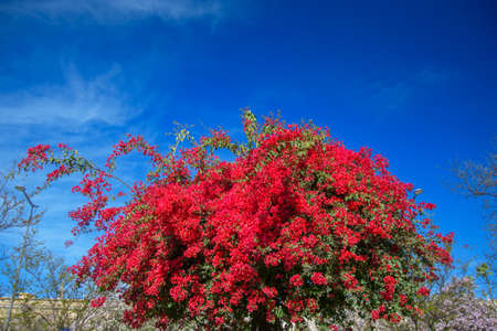 Part of a nice garden in the beautiful city of Seville in Andalusia, Spainの写真素材