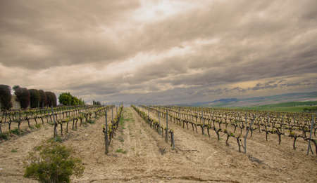 Visit to a beautiful vineyard in Andalusia near the city of JÃ©rez, Spain