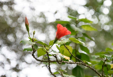 A walk in the beautiful historical botanical garden of the Conception of Malaga, Andalucia, Spainの写真素材