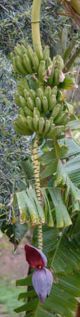 historical botanical garden of the Conception of Malagaの写真素材