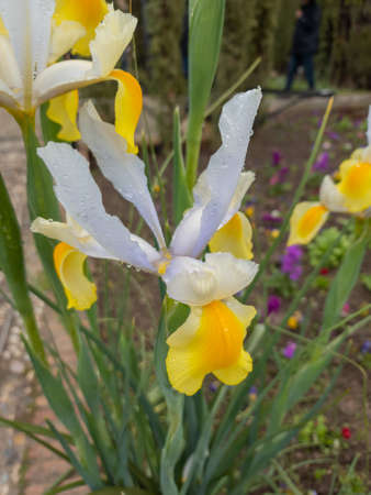 Very nices flowers in a large garden