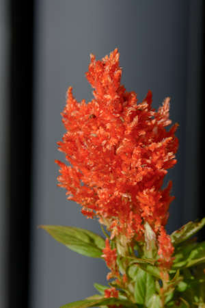 Very nices flowers in a large garden