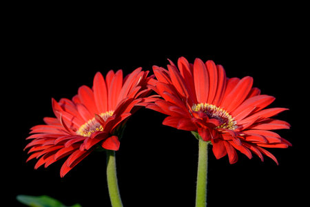 Very nices flowers in a large gardenの写真素材