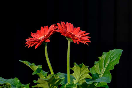 Very nices flowers in a large gardenの写真素材