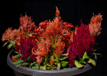 Very nices flowers in a little Canadian garden in the province of Quebecの写真素材