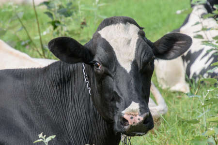 Pretty cows in a Quebec farm in the Canadian coutrysideの写真素材