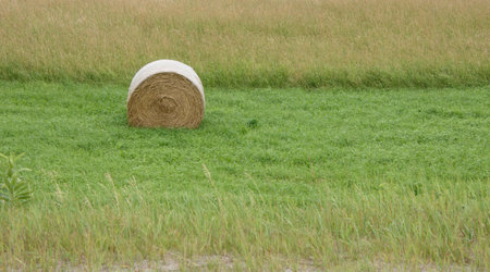 Huge hay bale in a field after July harvest in Quebec, Canadaの写真素材