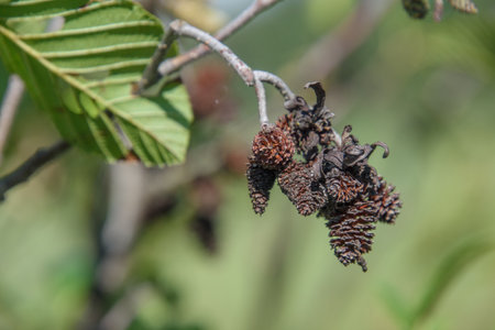 Close up of a berry tree branch in the canadian forest in Quebecの写真素材