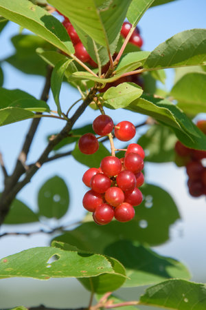 Close up of a berry tree branch in the canadian forest in Quebecの写真素材