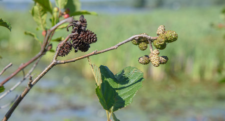 Close up of a berry tree branch in the canadian forest in Quebecの写真素材