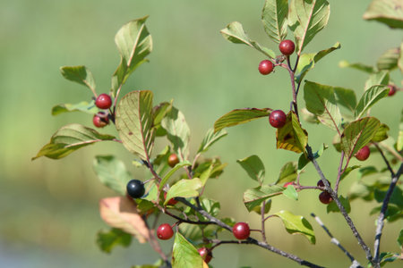 Close up of a berry tree branch in the canadian forest in Quebecの写真素材