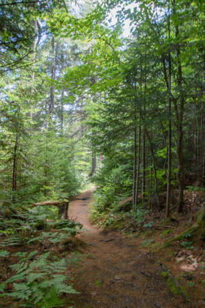 Pedestrian path in a wild and mature forest of Canada in Quebecの写真素材