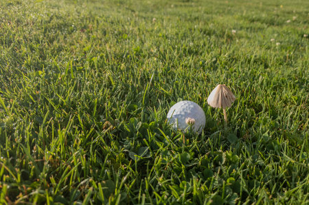 Golf ball lying on the grass near a small mushroomの写真素材