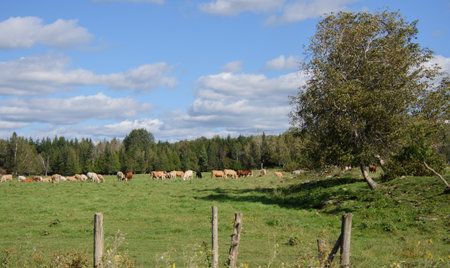 Pretty cows in a Quebec farm in the Canadian coutrysideの写真素材