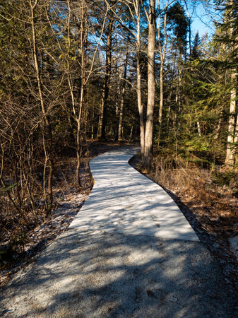 Bordwalk in the center of a Canadian marsh in a public park in decemberの写真素材