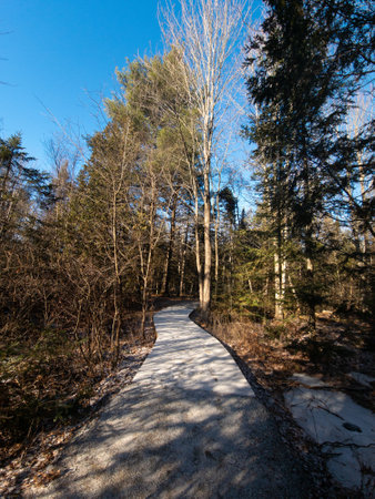 Bordwalk in the center of a Canadian marsh in a public park in decemberの写真素材