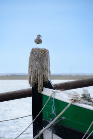 Seagull on the seaport from the city of Olhao in the south of Portugalの写真素材