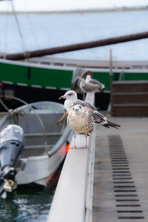 Seagull on the seaport from the city of Olhao in the south of Portugalの写真素材