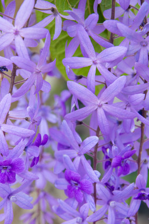 Pretty flower in a large public garden in Florida USAの写真素材