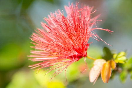 Pretty flower in a large public garden in Florida USA