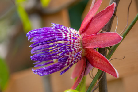 Pretty flower in a large public garden in Florida USAの写真素材