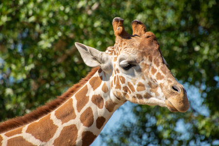Nice specimen of giraffe taken in a large zoological gardenの写真素材