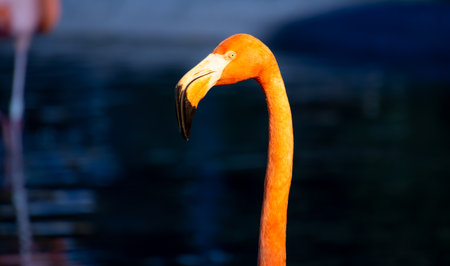 Nice specimen of flamingo taken in a large zoological gardenの写真素材