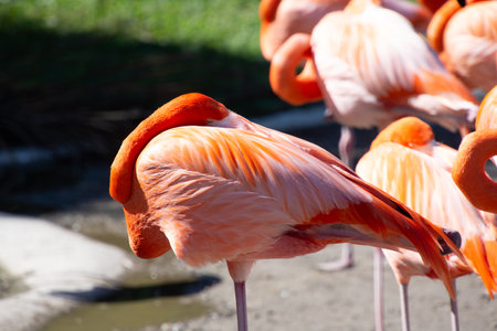 Nice specimen of flamingo taken in a large zoological gardenの写真素材