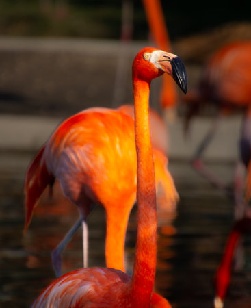 Nice specimen of flamingo taken in a large zoological gardenの写真素材