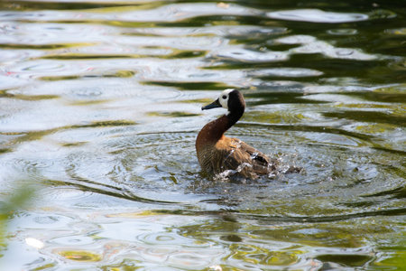 Duck cooling off in a pretty little pond in a Florida parkの写真素材