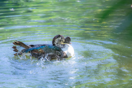 Duck cooling off in a pretty little pond in a Florida parkの写真素材
