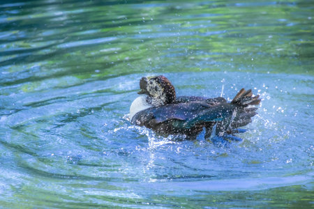 Duck cooling off in a pretty little pond in a Florida parkの写真素材