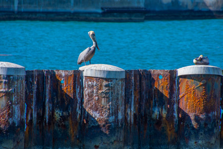 Nice specimen of brown pelican taken near the sea of Floridaの写真素材