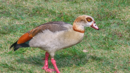 Nice specimen of Egyptian goose taken in a large zoological gardenの写真素材