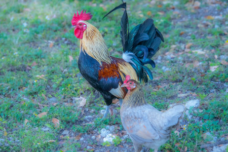 Nice specimen of  rooster taken in a large zoological gardenの写真素材