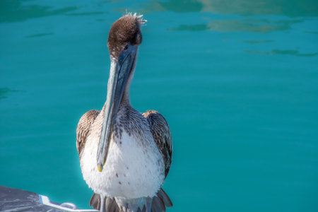 Nice specimen of brown pelican taken near the sea of Floridaの写真素材