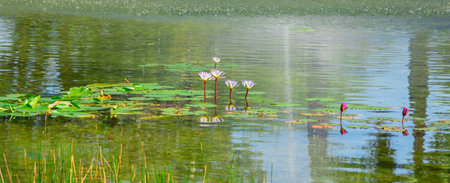 Nice view of a small pond in a park in Florida, USAの写真素材