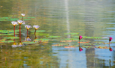 Nice view of a small pond in a park in Florida, USAの写真素材