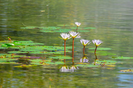 Nice view of a small pond in a park in Florida, USAの写真素材