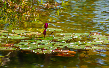 Nice view of a small pond in a park in Florida, USAの写真素材