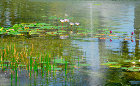 Nice view of a small pond in a park in Florida, USAの写真素材