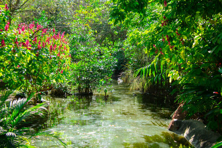 Nice view of a small pond in a park in Florida, USAの写真素材