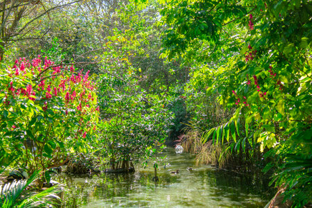 Nice view of a small pond in a park in Florida, USAの写真素材