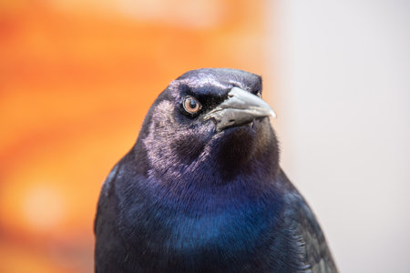 Nice specimen of a black bird with a very piercing gazeの写真素材