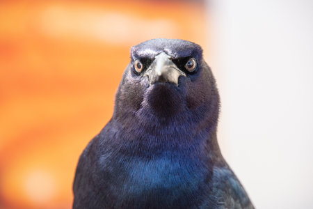 Nice specimen of a black bird with a very piercing gazeの写真素材