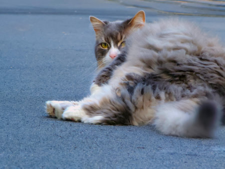 Cute lazy cat on the roof of a building in summerの写真素材