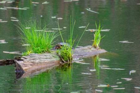 Turtle basking in the sun on a piece of wood floating in a pondの写真素材